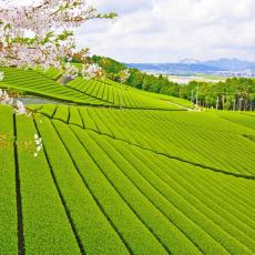 「緑茶王国」静岡の生き残り戦略…海外展開に明るい兆し、1本2万円超の高級ボトル茶も話題に
