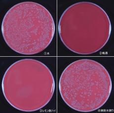 梅酒とレモンサワーで「食中毒」対策ができる？ 高知大名誉教授が寄稿