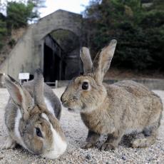 広島県・大久野島でウサギ虐待→大量死か…逮捕された男は「蹴ったらどうなるのか、見てみたかった」