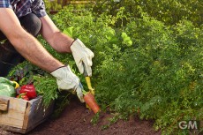 家庭菜園で安全で新鮮な野菜を！