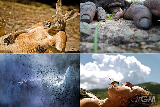 今日は「写真の日」！ナショナル・ジオグラフィックが選んだWILDLIFEな10の写真たち！