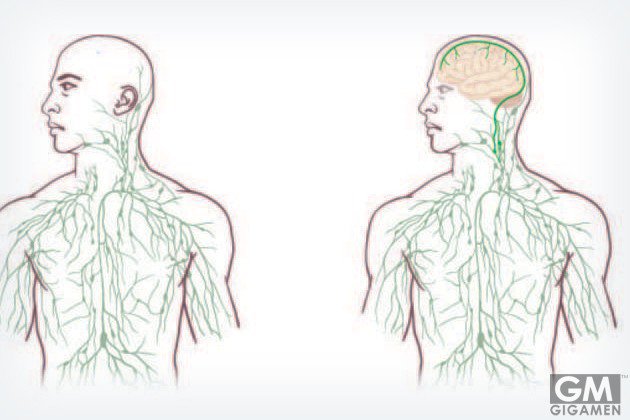 科学界に衝撃ーまったく新しい人間の体内組織が発見される