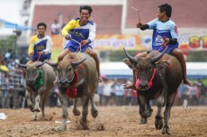 【タイ】水牛レースが賑やかに開催=140年以上続く伝統行事