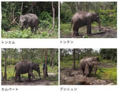 ラオスから京都市へ寄贈の象4頭が出発