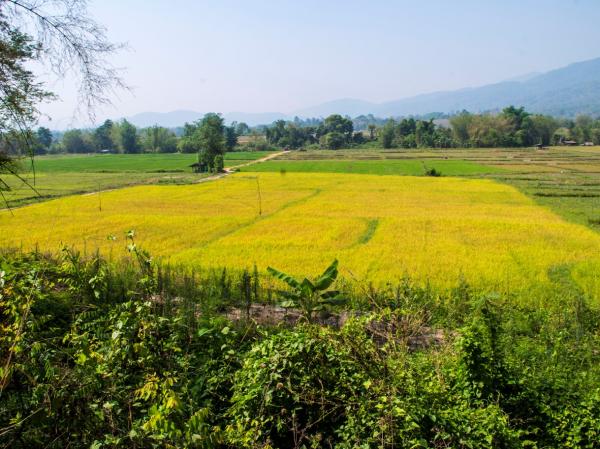 【タイ】素人日本人がタイの農家と協力してコシヒカリの無農薬栽培に成功