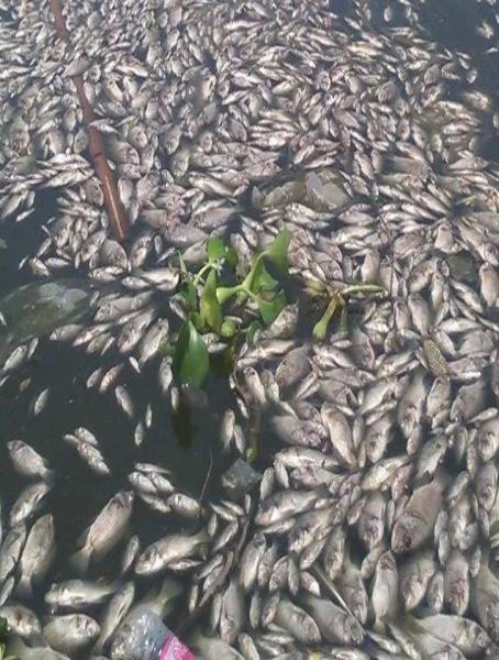 【ミャンマー】ミャンマーの湖で「ジャパン・ガー」(日本魚)と呼ばれる魚が大量死