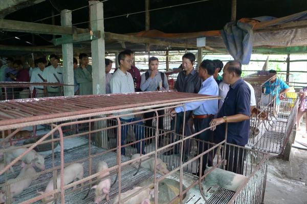 【カンボジア】農協の活性化事業 スバイリエンの豚販売農協が好調―JICAカンボジア事務所