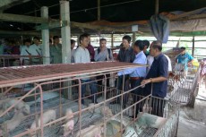 【カンボジア】農協の活性化事業 スバイリエンの豚販売農協が好調―JICAカンボジア事務所
