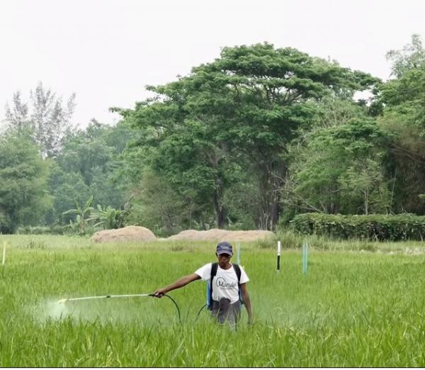 【ミャンマー】米作農家に、農業技術指導を支援ー万田発酵