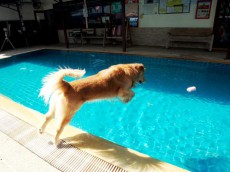 【タイ】バンコクで犬を飼い始めたら早めに連れていきたい訓練所