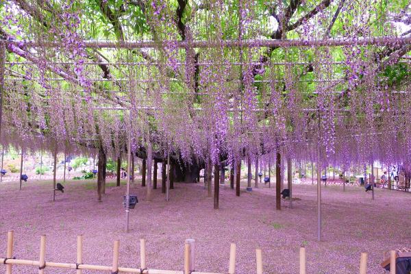 タイ人観光客にも大人気！ 「あしかがフラワーパーク」色と香りのシャワー樹齢約150年の大藤