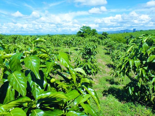 ミャンマーカレン州で、薬草栽培プロジェクトー日本財団