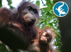 エコツーカフェ 「野生動物と共存する村をめざして」ボルネオ島からの報告を開催ー日本エコツーリズム協会