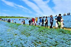 「青い花の海」ひたち海浜公園のネモフィラー外国人観光客にも大人気
