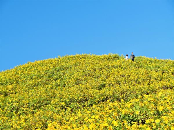 【タイ】山肌をブアトーンの金色で覆い尽くす「ドイ・メー・ウーコー」