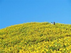 【タイ】山肌をブアトーンの金色で覆い尽くす「ドイ・メー・ウーコー」