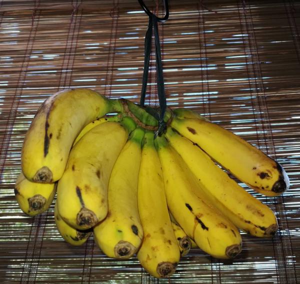 美味しい、フィリピン・バナナ「日本への輸出大幅削減へ」新型コロナウィルス感染防止の余波！ 