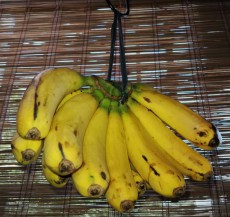 美味しい、フィリピン・バナナ「日本への輸出大幅削減へ」新型コロナウィルス感染防止の余波！ 