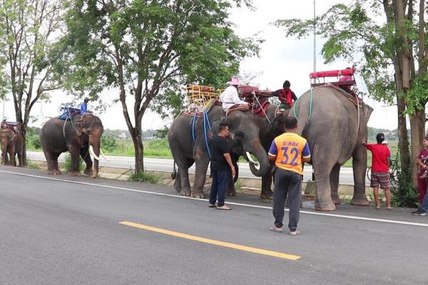 【タイ】新型コロナで失業し、500kmを帰郷する象たち