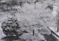 【コラム】除雪、雪かきしてくれた人に一票あげるよ！ 韓国