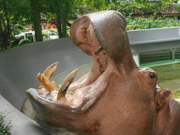 【タイ】ドゥシット動物園ではキリンやカバと友達になれる？ 