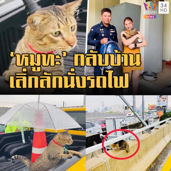 【タイ】南部ハジャイの迷い猫が1000kmを旅して、バンコクで発見！ 「無事に飼い主と再会」