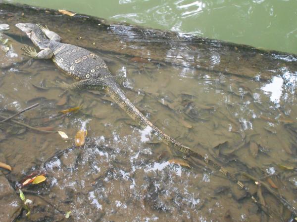 【タイ】バンコクのルンピニ公園で全長1メートル以上の大トカゲに遭遇