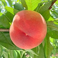 【コラム】福島の桃はおいしいよ、それがなにか？ 韓国