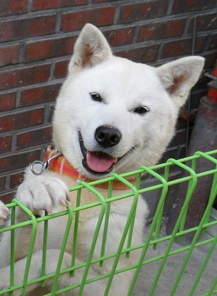 【コラム】許されるのかお犬様…防犯カメラは見ていた　攻撃性を増幅・韓国