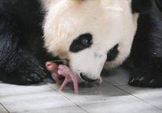 【コラム】韓国で、パンダの赤ちゃんが生まれたよ！