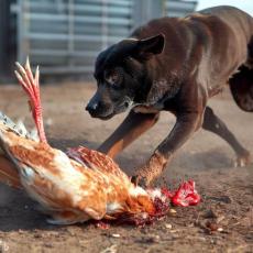 【コラム】韓国人にとって、鶏と犬はどちらが大切か