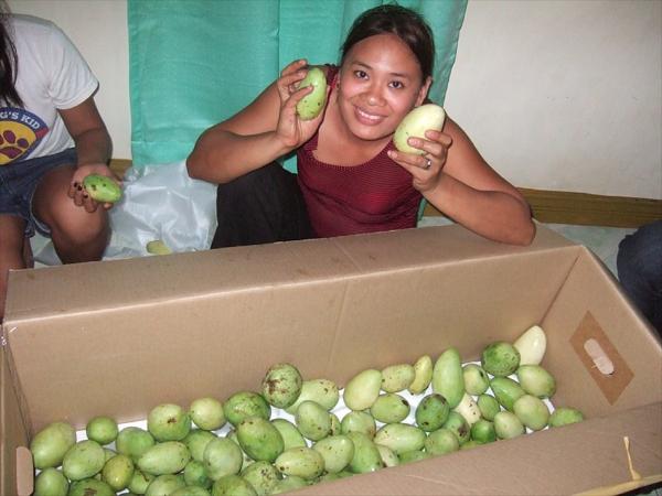 【フィリピン】我が家のマンゴー農園、ミンダナオ島オサミス