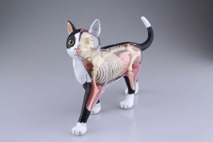 リアル過ぎ！半身スケルトンな立体猫パズルがスゴい！｜Infoseek