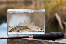 カワセミ舞う小川で雑魚と遊ぶ。冬の風物詩・小物釣りを始めよう