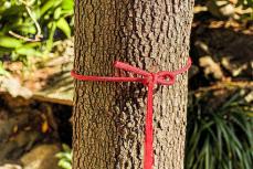 ロープを立木へ固定するのに最適なふた結び！ 簡単に結べてキャンプで本当に使えるロープワーク