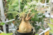 日々に彩りを添える“塊根・多肉・観葉” 春から育てたいグリーン7選