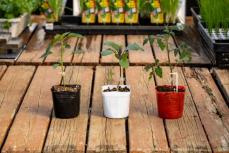 プランターと土さえあればいい。ホムセンで聞いた「ベランダ菜園」の