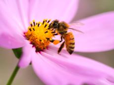 【話のタネ】そうだったのか！同じ花の蜜だけ集めたはちみつが取れるワケ