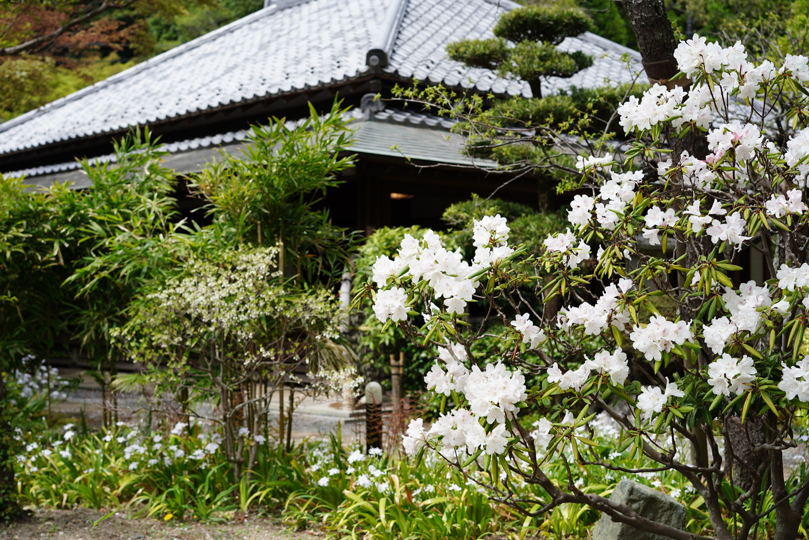 週末は子どもと一緒に鎌倉散歩。季節の花が鮮やかに咲く、人気スポット〈浄妙寺〉へ。