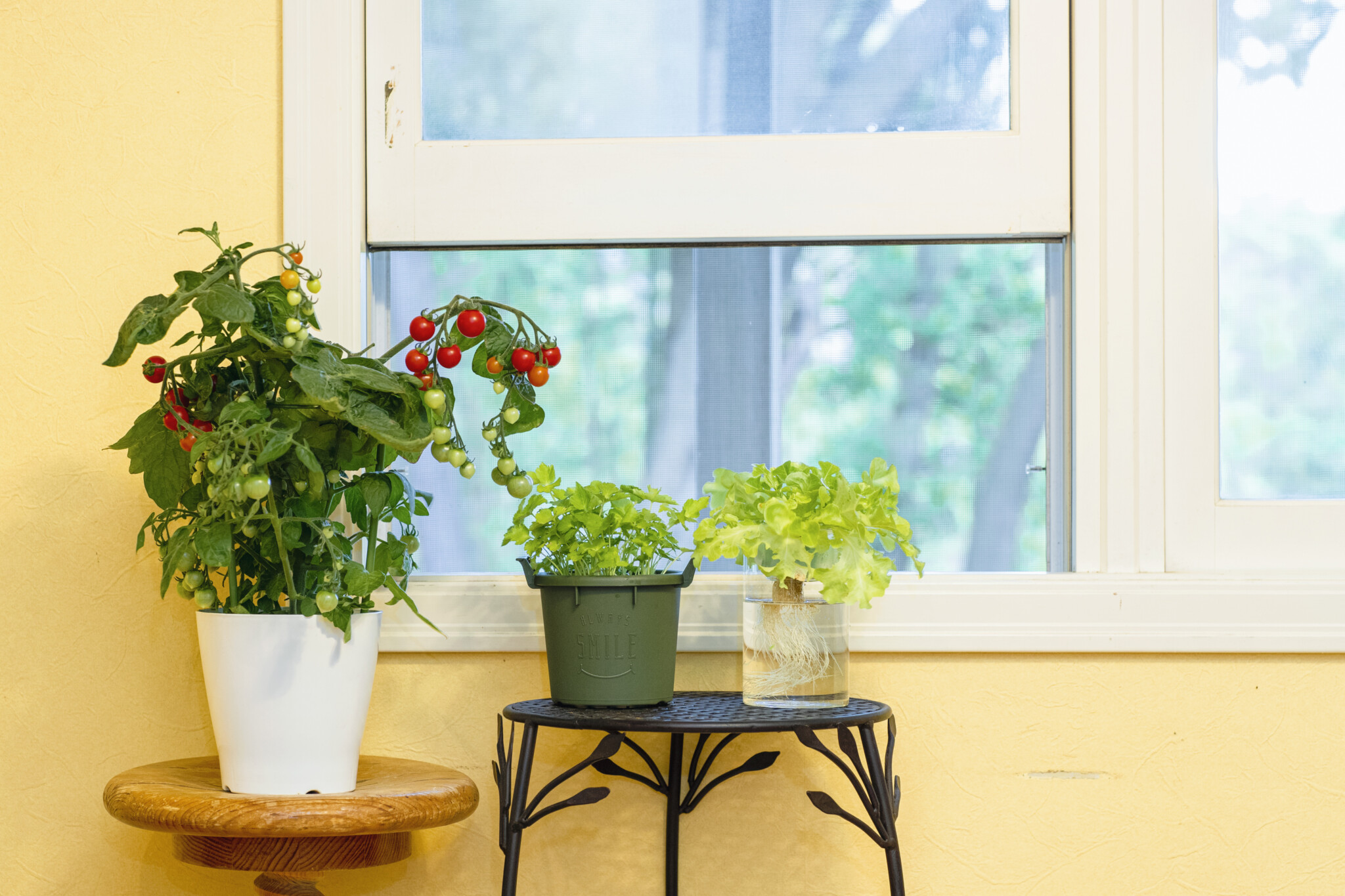 初心者にもおすすめ！窓際でハーブや野菜を育てる“コンパクト菜園”のススメ。