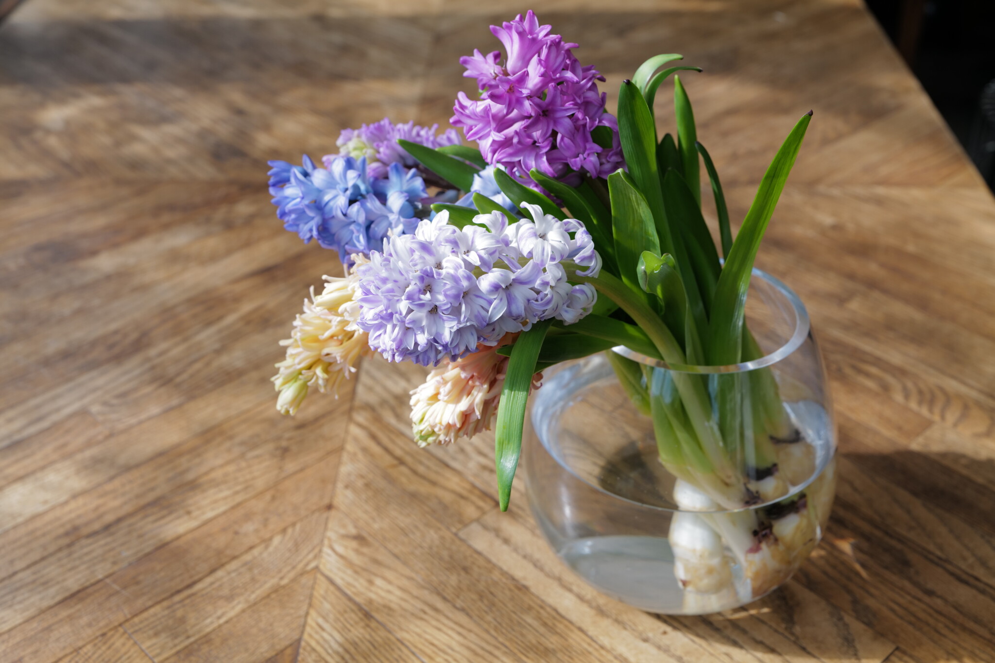 プロが教える球根水耕栽培の方法 初心者にもわかりやすく解説 記事詳細 Infoseekニュース