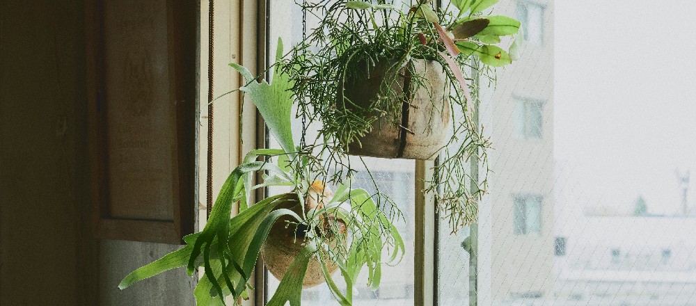 vol.2『育てがいのある植物5選』〈園藝と再生〉に教えてもらう、失敗しない観葉植物との付き合いかた。