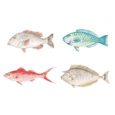 春においしい沖縄食材図鑑｜島の魚 (ISLAND FISHES)