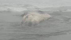 白糠町の海岸にクジラ死骸が漂着　体長９～10メートル、傷み激しく死んでから時間が経過か　19日町が建設機械で撤去へ