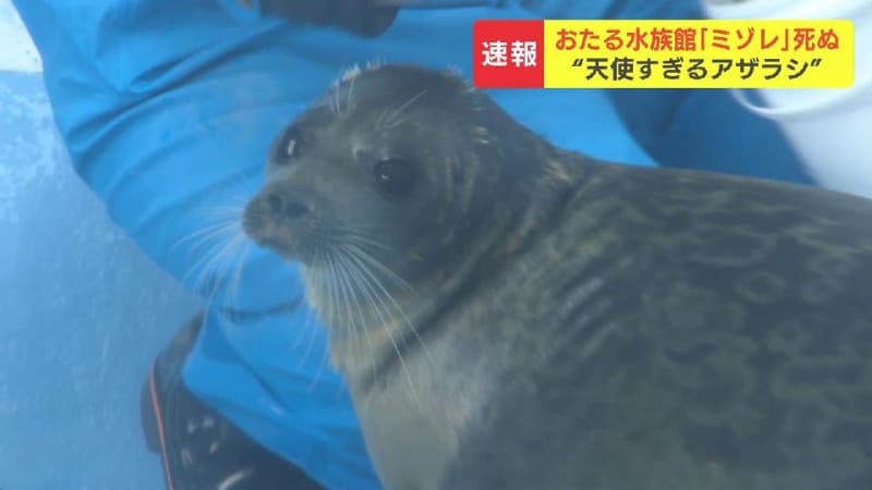 おたる水族館の“天使すぎるアザラシ”ミゾレが死ぬ　去年11月に大阪から繁殖のために小樽へ、４月に３歳になったばかり　死因は調査中