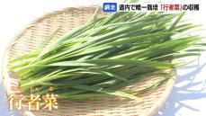北海道網走の特産品“行者菜”「おすすめは天ぷら…皆さんに元気になっていただきたい」“ギョウジャニンニク&#215;ニラ”交配の野菜が収穫の最盛期