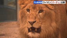 札幌・円山動物園に来て約３週間…１歳のオスのライオン「パーチェ」いよいよ一般公開　来園者「カッコいい」　今後はメスとの同居目指す