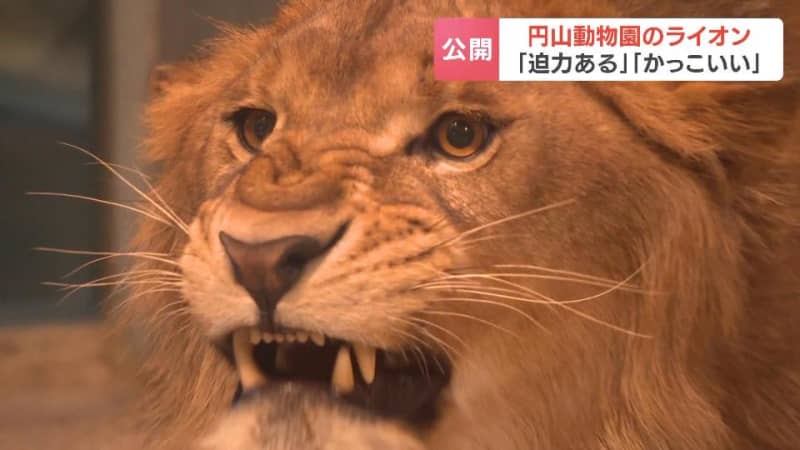 札幌・円山動物園の新たな人気者に！徳島県から来たオスのライオン“パーチェ”一般公開…来園者「迫力あります！」メスの“イト”と同居も予定
