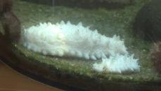 体長3ミリの「フウセンウオ」赤ちゃんに、突然変異か…「白いナマコ」北海道・おたる水族館に“新たな海の生き物”仲間入り