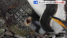 ジェンツーペンギンの赤ちゃん誕生　２週間余りで体重700グラム超え　早ければ９月下旬に一般公開　北海道・おたる水族館